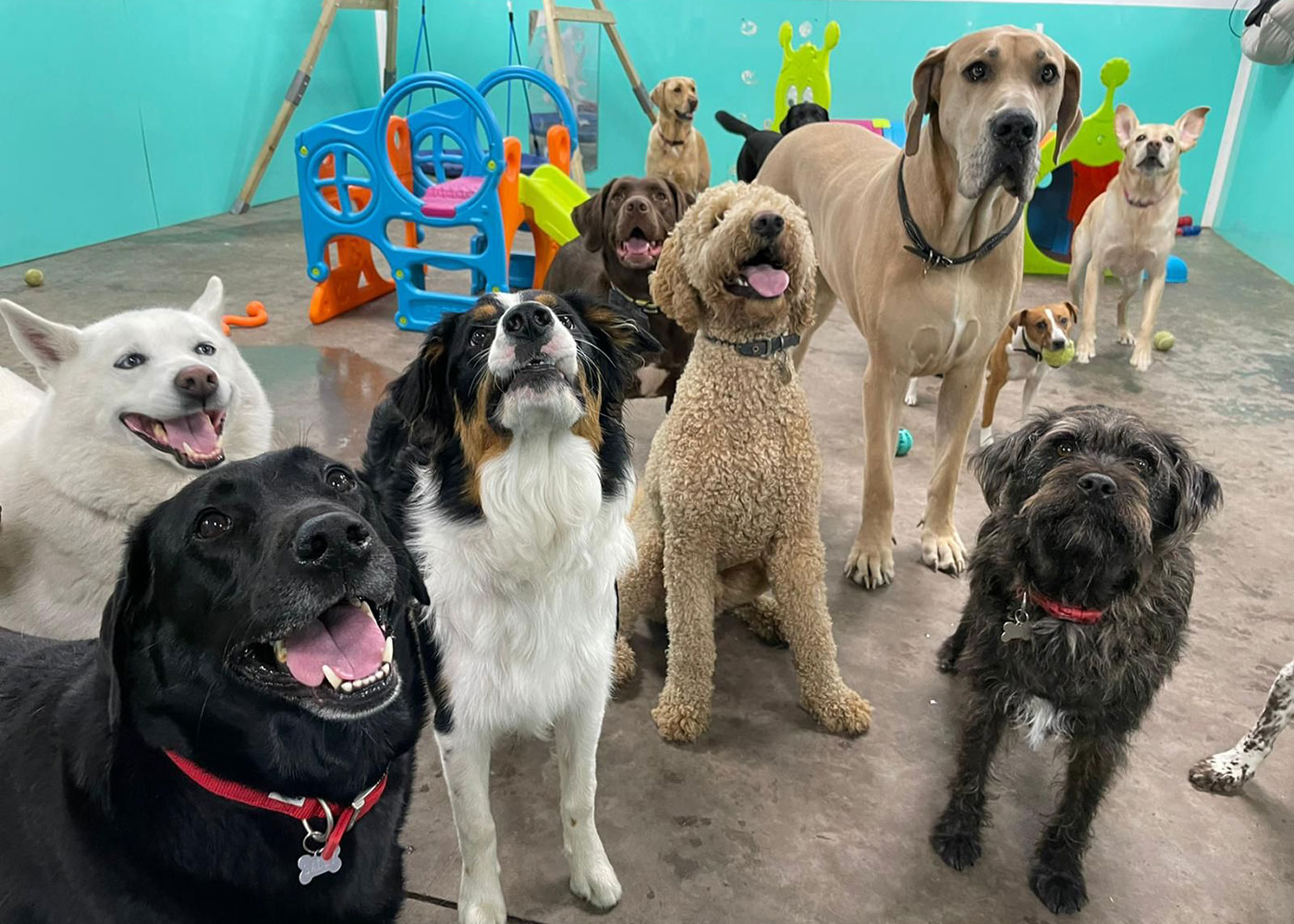 Affordable doggy store daycare near me