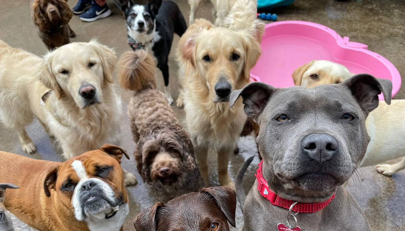 Day Care Dogs