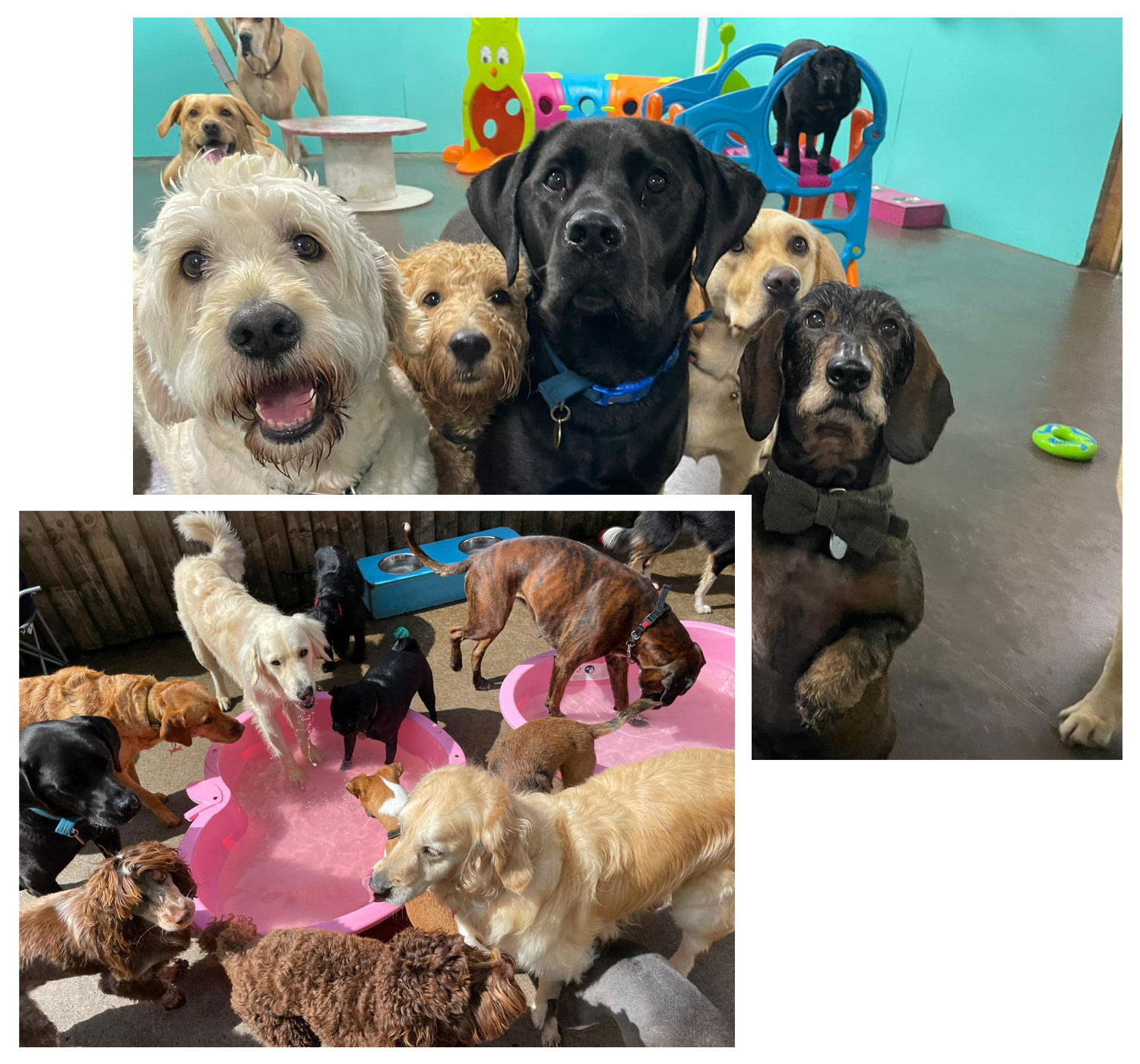 Day Care Dogs